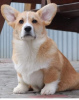 Photo №1. welsh corgi - for sale in the city of Zrenjanin | negotiated | Announcement № 66095