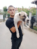 Photo №1. central asian shepherd dog - for sale in the city of Belgrade | negotiated | Announcement № 24660