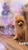 Photo №2 to announcement № 35912 for the sale of german spitz - buy in Belarus private announcement