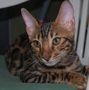 Photo №2 to announcement № 1615 for the sale of bengal cat - buy in Russian Federation from nursery