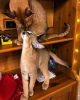 Photo №4. I will sell caracal in the city of Флорида Сити. breeder - price - 2000$