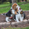 Photo №3. Beagle puppies are looking for. Germany