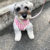 Photo №1. schnauzer - for sale in the city of Warsaw | negotiated | Announcement № 121849