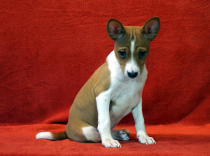 Photo №1. basenji - for sale in the city of St. Petersburg | Negotiated | Announcement № 2521