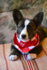 Photo №1. welsh corgi - for sale in the city of Minsk | negotiated | Announcement № 10689