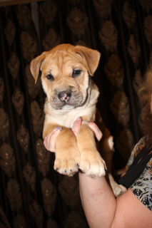 Photo №4. I will sell ca de bou in the city of Москва. breeder - price - 520$