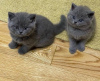 Photo №1. british shorthair - for sale in the city of Brussels | 158$ | Announcement № 120723