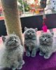 Photo №1. british shorthair - for sale in the city of Paris | negotiated | Announcement № 83872