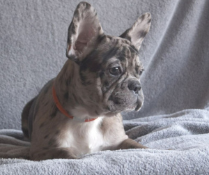 Photo №2 to announcement № 6992 for the sale of french bulldog - buy in United States 