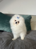 Photo №2 to announcement № 52484 for the sale of pomeranian - buy in Germany private announcement