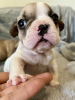 Photo №3. Adorable French Bulldog puppies. Serbia