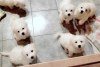 Photo №2 to announcement № 64987 for the sale of bichon frise - buy in Latvia breeder