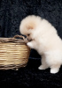 Photo №4. I will sell pomeranian in the city of Балыкесир. from nursery, breeder - price - negotiated