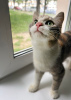 Photo №2 to announcement № 114681 for the sale of exotic shorthair - buy in Belarus from the shelter