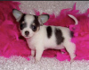 Photo №2 to announcement № 53079 for the sale of chihuahua - buy in Canada private announcement