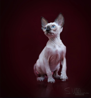 Photo №1. sphynx-katze - for sale in the city of Москва | 266$ | Announcement № 2718