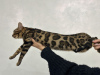 Additional photos: Gorgeous Bengal girl for breeding