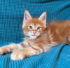 Photo №4. I will sell maine coon in the city of Sion. private announcement - price - 423$