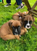 Photo №2 to announcement № 54785 for the sale of boxer - buy in Finland breeder