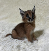 Photo №1. caracal - for sale in the city of Berlin | negotiated | Announcement № 117755