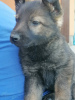Photo №2 to announcement № 97971 for the sale of german shepherd - buy in Serbia 