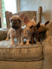 Photo №4. I will sell french bulldog in the city of Berlin. private announcement - price - 370$