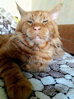 Additional photos: Maine Coon kitten from the cattery