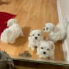 Photo №1. maltese dog - for sale in the city of Барсена-де-Сисеро | 201$ | Announcement № 40106