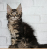 Photo №2 to announcement № 9839 for the sale of maine coon - buy in Russian Federation from nursery, breeder