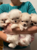 Photo №1. pomeranian - for sale in the city of Doha | negotiated | Announcement № 38565