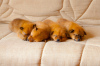 Photo №1. german spitz, german spitz - for sale in the city of Helsinki | 317$ | Announcement № 44763