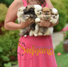 Photo №4. I will sell pomeranian in the city of Loznica.  - price - Is free