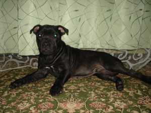 Photo №2 to announcement № 2587 for the sale of staffordshire bull terrier - buy in Russian Federation from nursery, breeder