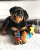 Photo №1. rottweiler - for sale in the city of Texas City | negotiated | Announcement № 22862