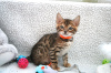 Photo №2 to announcement № 84005 for the sale of bengal cat - buy in Germany private announcement