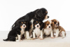 Photo №1. cavalier king charles spaniel - for sale in the city of Charjah | 449$ | Announcement № 13793