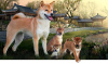 Additional photos: Shiba Inu puppies