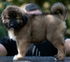 Additional photos: Caucasian Shepherd puppies