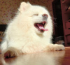 Photo №4. I will sell pomeranian in the city of Мадрид. private announcement - price - Is free