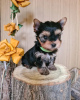 Photo №1. yorkshire terrier - for sale in the city of Zrenjanin | negotiated | Announcement № 78913