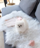 Photo №3. Heleley Pomeranian puppies. United States