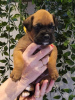 Photo №1. boxer - for sale in the city of Omaha | 1500$ | Announcement № 92663