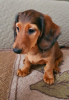 Photo №3. Longhaired miniature dachshund puppies. Latvia