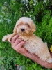 Photo №3. Maltipoo puppies. Serbia