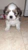 Photo №3. Shih Tzu puppies are ready for registration.. Germany