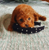 Photo №2 to announcement № 48031 for the sale of poodle (toy) - buy in Sweden breeder