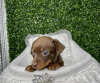 Photo №2 to announcement № 103822 for the sale of dachshund - buy in United States private announcement