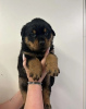 Photo №1. rottweiler - for sale in the city of Santa Monica | 700$ | Announcement № 118935