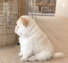 Photo №2 to announcement № 84053 for the sale of chow chow - buy in Lithuania private announcement