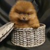 Photo №2 to announcement № 8689 for the sale of pomeranian - buy in Belarus breeder